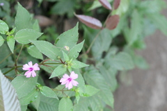 Impatiens gardneriana